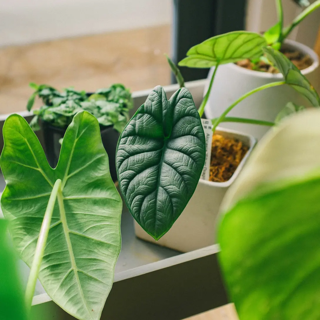 Feuille d'Anthurium clarinervium aux nervures dessinées