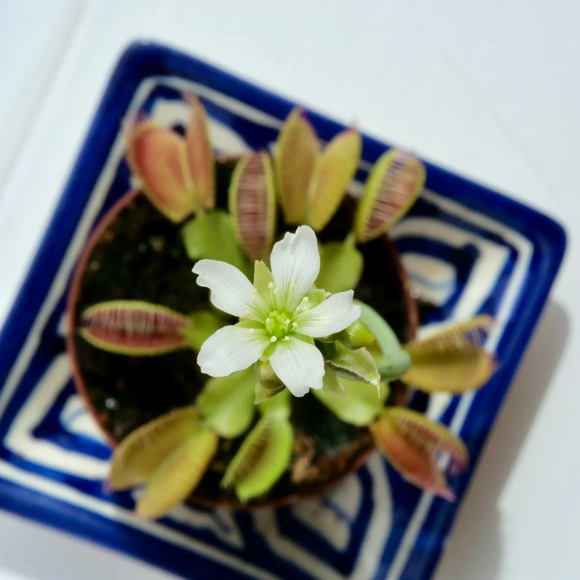 Plante carnivore avec ses pièges caractéristiques