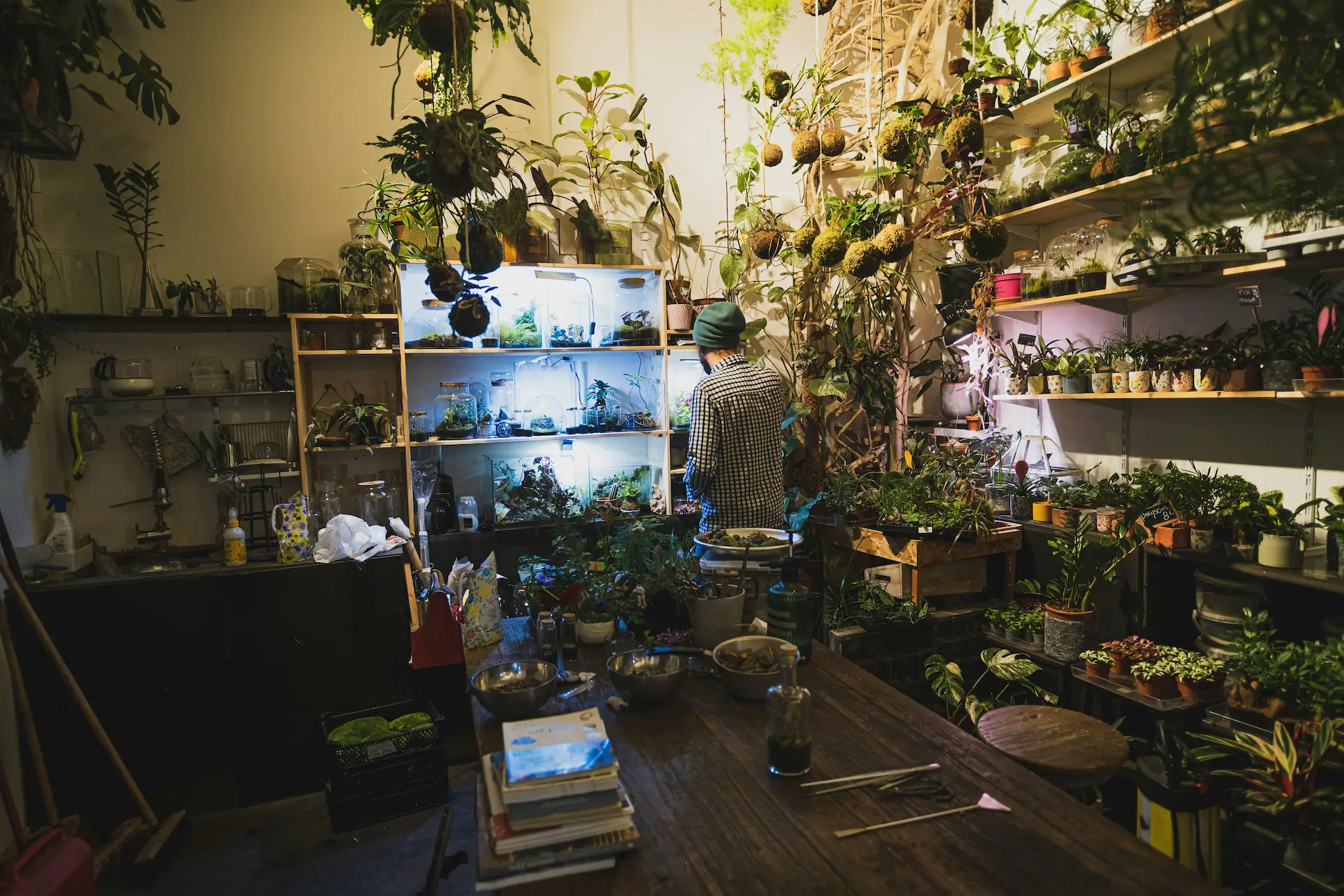 Intérieur lumineux de la boutique du Cabinet Vert, étagères en bois et plantes en pot