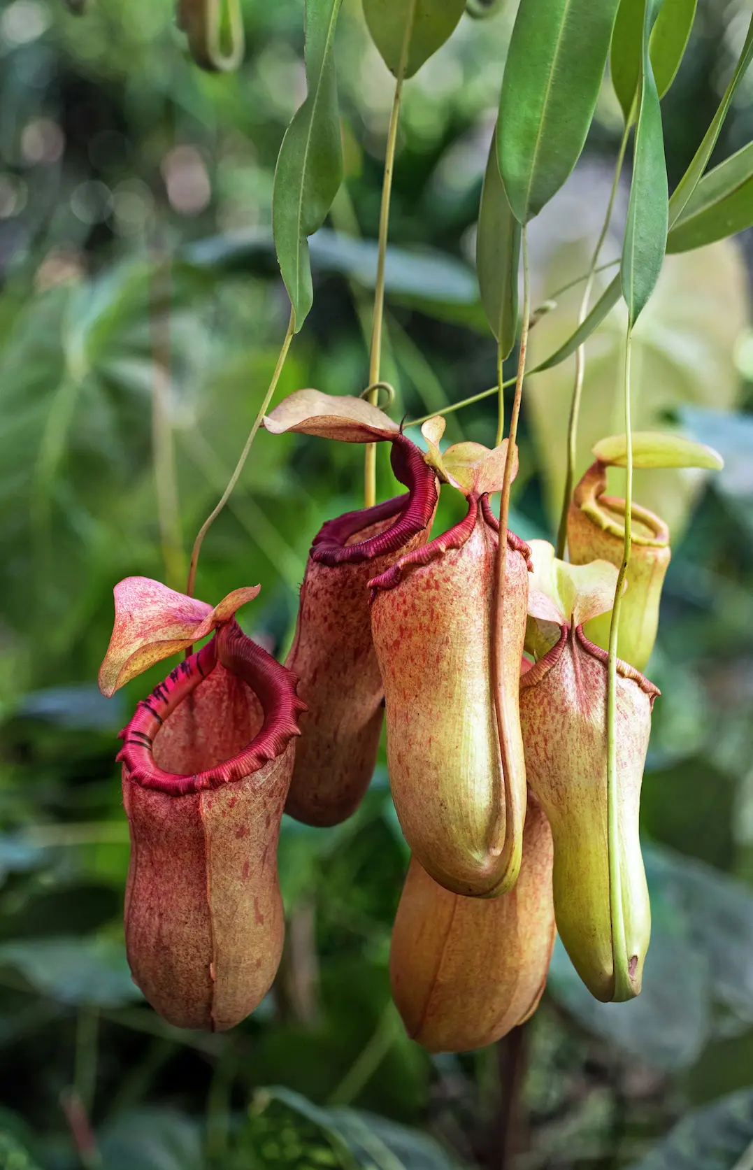 Urne de Nepenthes au peristome dentelé