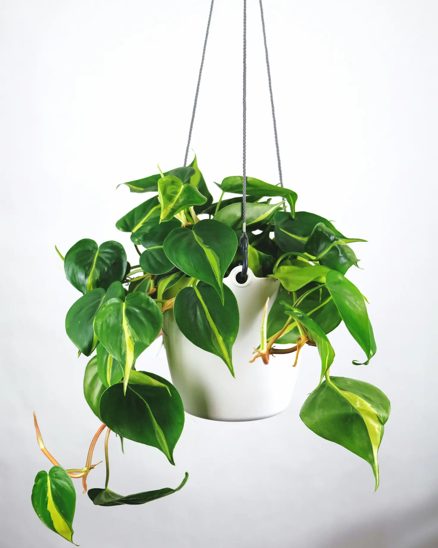 Plante d'ombre au feuillage tendre, posée dans un intérieur tamisé