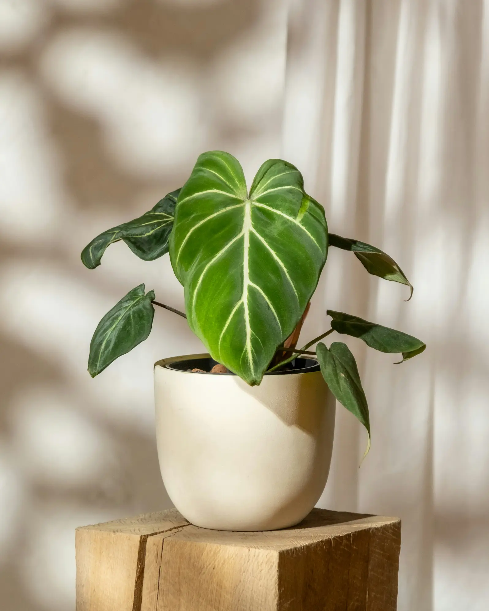 Feuille de Philodendron gloriosum vue de près, port rampant et nervures argentées