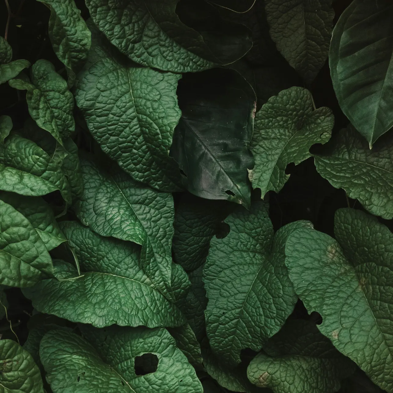 Composition de plantes d'intérieur de collection dans l'ambiance du Cabinet Vert