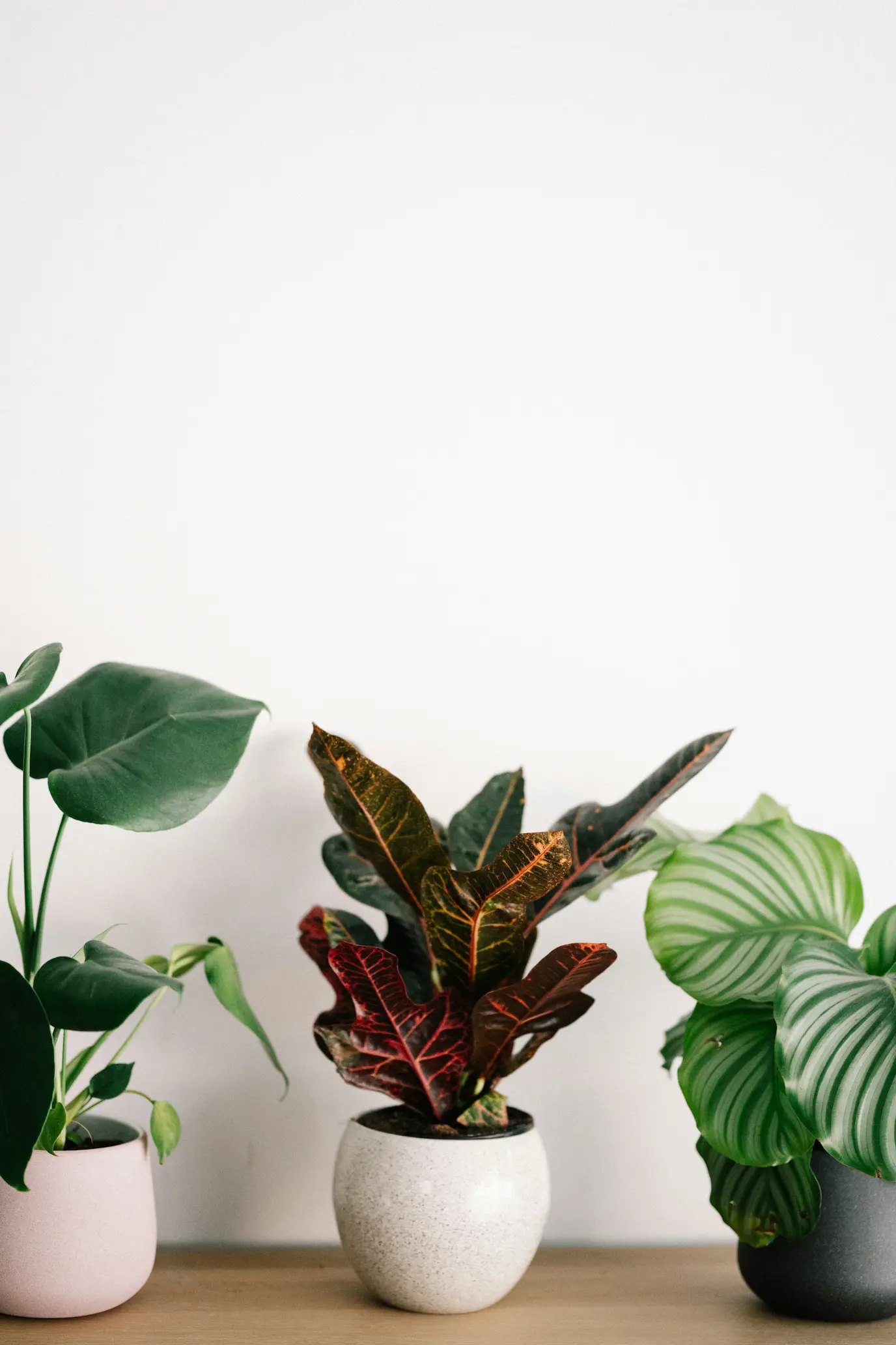 Plantes d'intérieur regroupées dans un coin sombre près d'une fenêtre