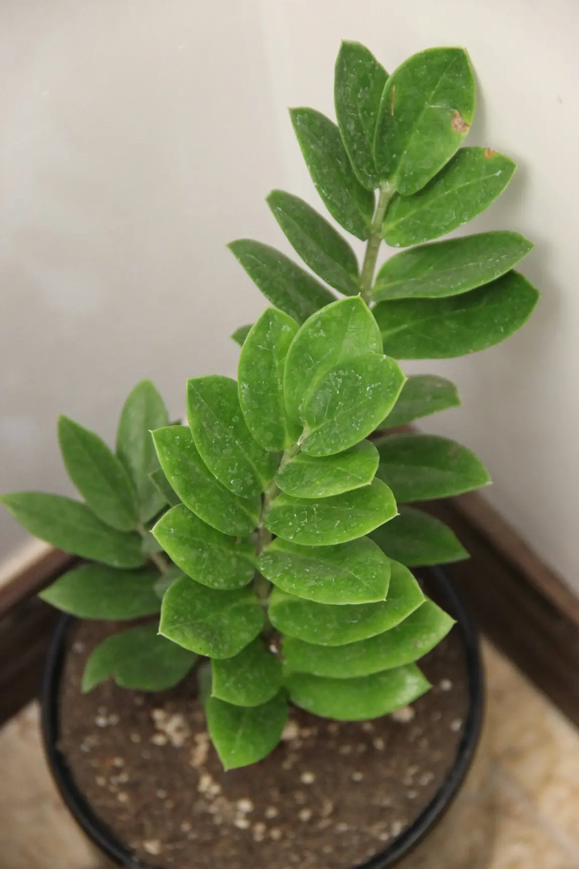 Plante d'intérieur rare aux feuilles brillantes, posée en pot