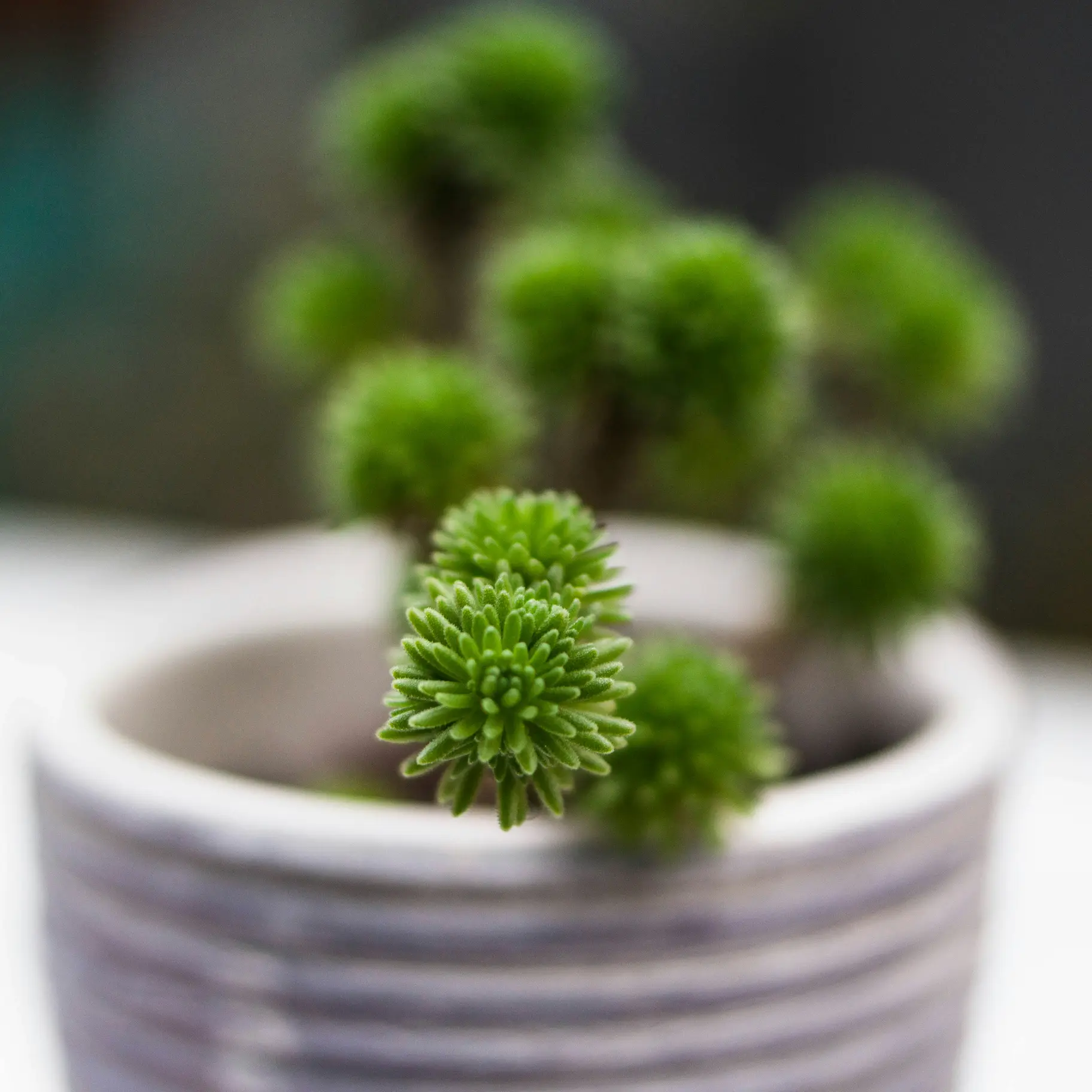 Succulentes de collection aux formes minérales